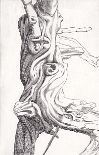 Root of tree - 3 - by Norbert Salzwedel